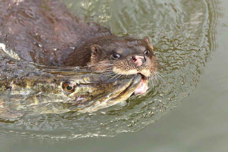 Atentie,imagini socante +18 - 1635194614569506043471743725902n.jpg